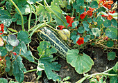 Gestreifte Zucchini (Cucurbita pepo) und Tropaeolum (Kapuzinerkresse) im Bauerngarten