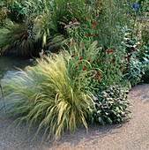 Stipa tenuissima (Federgras), Knautia macedonica, Eryngium gianteum (Edeldistel), Salvia (Salbei)