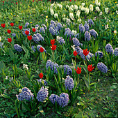Blaue und weiße Hyacinthus (Hyazinthen) und rote Tulipa (Tulpen)