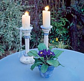 Topf mit Primula acaulis (Primel) und Kerzenhalter mit brennenden Kerzen auf Tisch