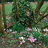 Cyclamen hederifolium (Herbst - Alpenveilchen) und Hedera (Efeu) bewachsen Baumscheibe von Salix (Weide)