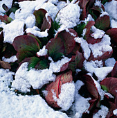SNOW COVERED BERGENIA PURPURASCENS at CHENIES MANOR HOUSE, Buckinghamshire
