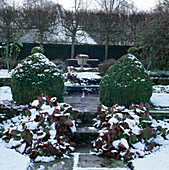 Schneebedeckte Bergenia purpurescens und Buxus (Buchs-Topiary)