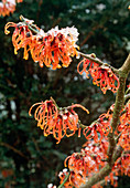 Hamamelis intermedia 'Orange Beauty' (Zaubernuß)