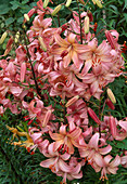 Lilium asiaticum 'Tiger Rose' (Lilien)