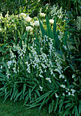 Scilla hyacinthoides 'Everest White'(Hasenglöckchen), Tulipa 'Mount Tacoma' (Tulpen)