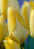Tulipa Yellow Purissima