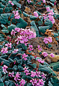 Cyclamen (Alpenveilchen)