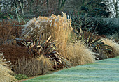 Phormium, Miscanthus (Chinaschilf), Artemisia 'Powis Castle' Pennisetum alopecuroides (Federborstengras), Aster 'Pink Zenith'