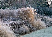 Phormium, Miscanthus (Chinaschilf), Artemisia 'Powis Castle' Pennisetum alopecuroides (Federborstengras), Aster 'Pink Zenith'