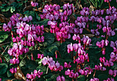 Cyclamen coum