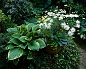 Argyranthemum maderense 'Mini-Snowflake' (Margerite) im Container neben Hosta fortunei 'Aureomarginata' (Funkie)