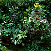 Drahtgestell als Etagere mit weißen Pelargonium (Geranien), Choisya 'Sundance' (Orangenblume) u. Viola (Stiefmütterchen) neben Hosta (Funkie)