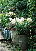 Container mit Lilium longiflorum (Lilien), Dendranthema (Herbstchrysanthemen) und Brassica (Zierkohl)