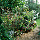 Garten mit Phormium, Kies und Pflasterung Terrakottatöpfe bepflanzt mit magentafarbenen Petunien