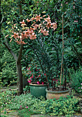 Lilie in einem Topf mit Fuchsia