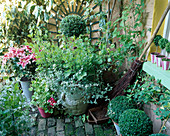 Kleiner Stadtgarten mit Helichrysum, Pelargonium 'Lord Bute' rosa Lilien 'Stargazer'