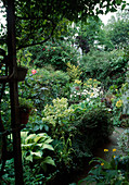 Staudenbeet mit Hosta fortunei (Funkie), Helleborus (Lenzrose), Cotoneaster (Zwergmispel), Rosa (Rose)