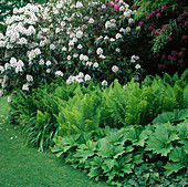 MATTEUCCIA STRUTHIOPTERIS, Rodgersia PODOPHYLLA & Rhododendron 'SAPPHO'. THE BETH CHATTO GARDENS, ESSEX