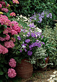 Hydrangea (Hortensie), Petunia und Agapanthus in Töpfen