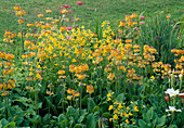 Primula bulleyana, bulleesiana, beesiana (Primel)