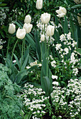 weiße Sternhyazinthen und Tulpen