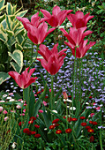 Tulipa 'Mariette' (Tulpe), Myosotis (Vergißmeinnicht), Gänseblümchen, Symphytum 'Uplandicum variegatum' (Beinwell)