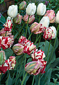 Tulipa 'Parrot', Estrella Rynveld 'Tulpen