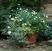 Topf mit Argyranthemum frutescens 'Chelsea Girl', Helichrysum und Pelargonium