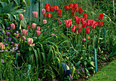 Beet mit Tulipa 'Mariette', 'Esther' und Oxford