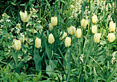 Tulipa 'Purissima' (Tulpe) und Lunaria 'Alba Variegata' (Silberling)