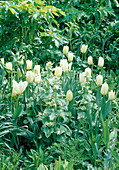 Tulipa 'Purissima' (Tulpe) und Lunaria 'Alba variegata' (Silberling) und Blätter von Angelica archangelica