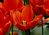 Tulipa 'Couleur Cardinal' (Tulpen)