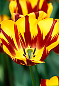 Tulipa 'Helmar'