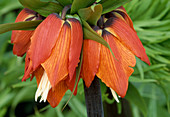 Fritillaria imperialis 'Sulpherino' (Kaiserkrone)