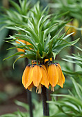 Fritillaria imperialis 'Orange Brilliant' (Kaiserkrone)