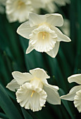 Narcissus 'Mount Hood' (Narzissen)