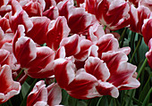 Tulipa 'Leen v. D. Mark' (Tulpe)