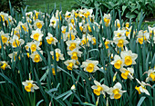 Narcissus (Narzisse,Osterglocke)