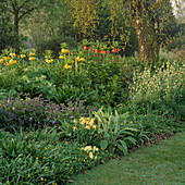 Gelbe und orange Fritillaria imperialis (Kaiserkrone) mit Fritillaria verticillata