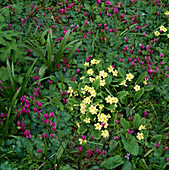 Cyclamen coum (Alpenveilchen) und Primula (Primel)