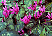 Cyclamen repandum (Geschweiftblättriges Alpenveilchen)