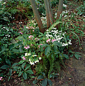 Galanthus (Schneeglöckchen) und Helleborus orientalis (Lenzrose)