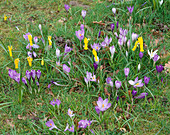 Crocus und Narcissus cyclamineus