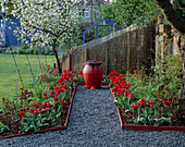 Roter Garten-Schwarzer Glas-Gartenweg mit Tulipa 'Rococo' Euphorbia 'Fireglow', rot / schwarzer Topf mit Ophiopogon planiscapus 'Nigrescens', blauem Gewächshaus und blühenden Apfelbäumen
