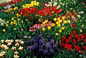 Tulipa (Tulpen), Hyacinthus (Hyazinthen), Narcissus (Narzissen) auf Mainau (Bodensee)