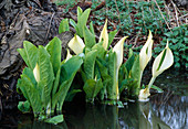 Lysichiton camtschatcensis