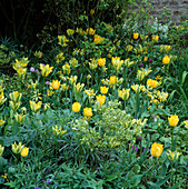 Gelbe Tulipa (Tulpen), Primula veris (Schlüsselblumen) und Helleborus foetidus (Nieswurz)