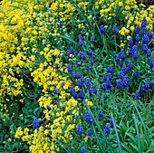 Muscari (Traubenhyacinthen) und gelbe Alyssum saxatile (Steinkraut)