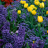 Frühlingsbeete: Gelbe Tulpen, blaue Hyazinthen und lila Stiefmütterchen